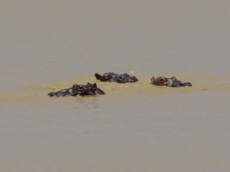 03 Trio D Hippopotames Dans Son Bain A Bulles